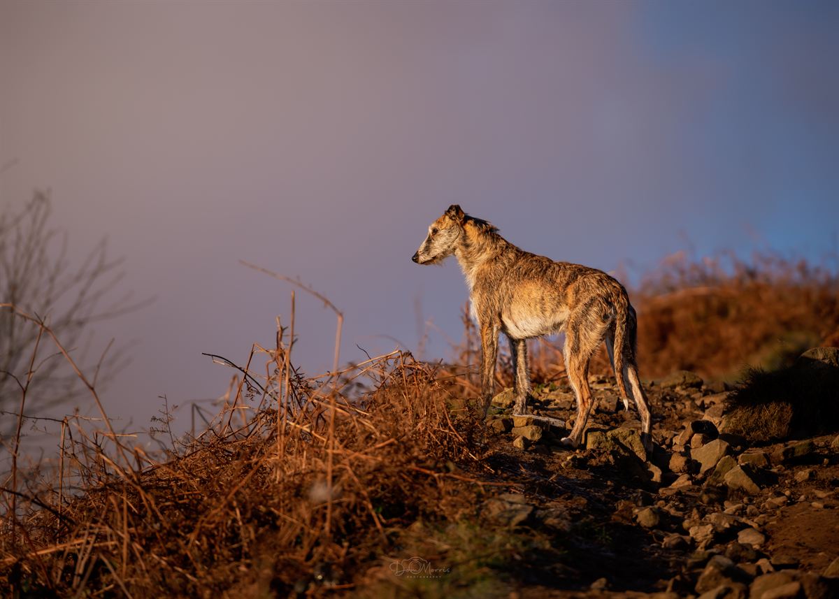 Lurcher posing in autumn woodland near Burton-Upon-Trent
