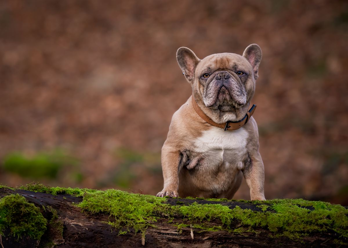 Dog catching a ball during playful photography session in Staffordshire