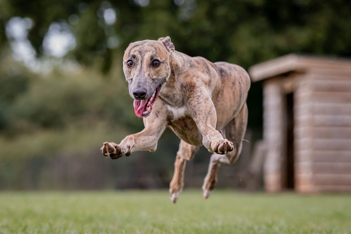 Lurcher running through autumn leaves in Staffordshire woodland