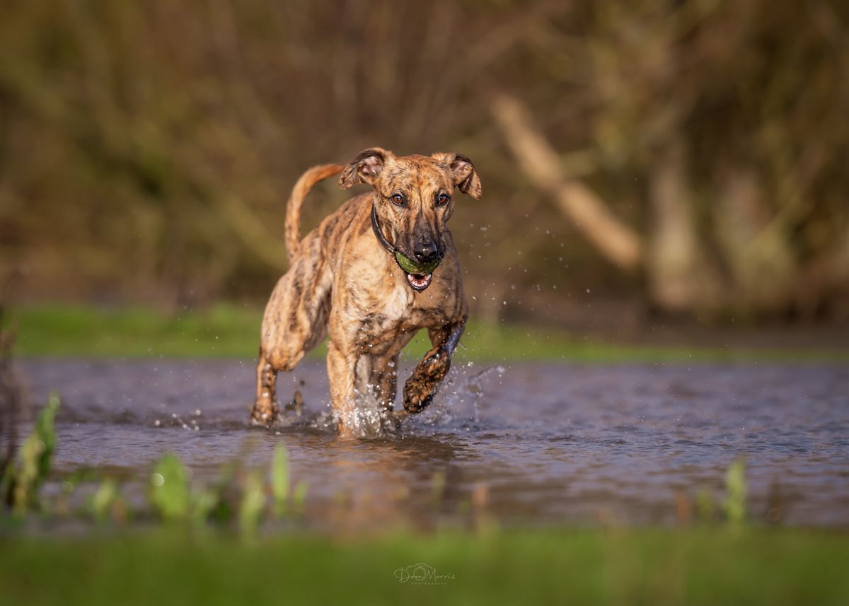 Dog splashing through stream during outdoor photography walk
