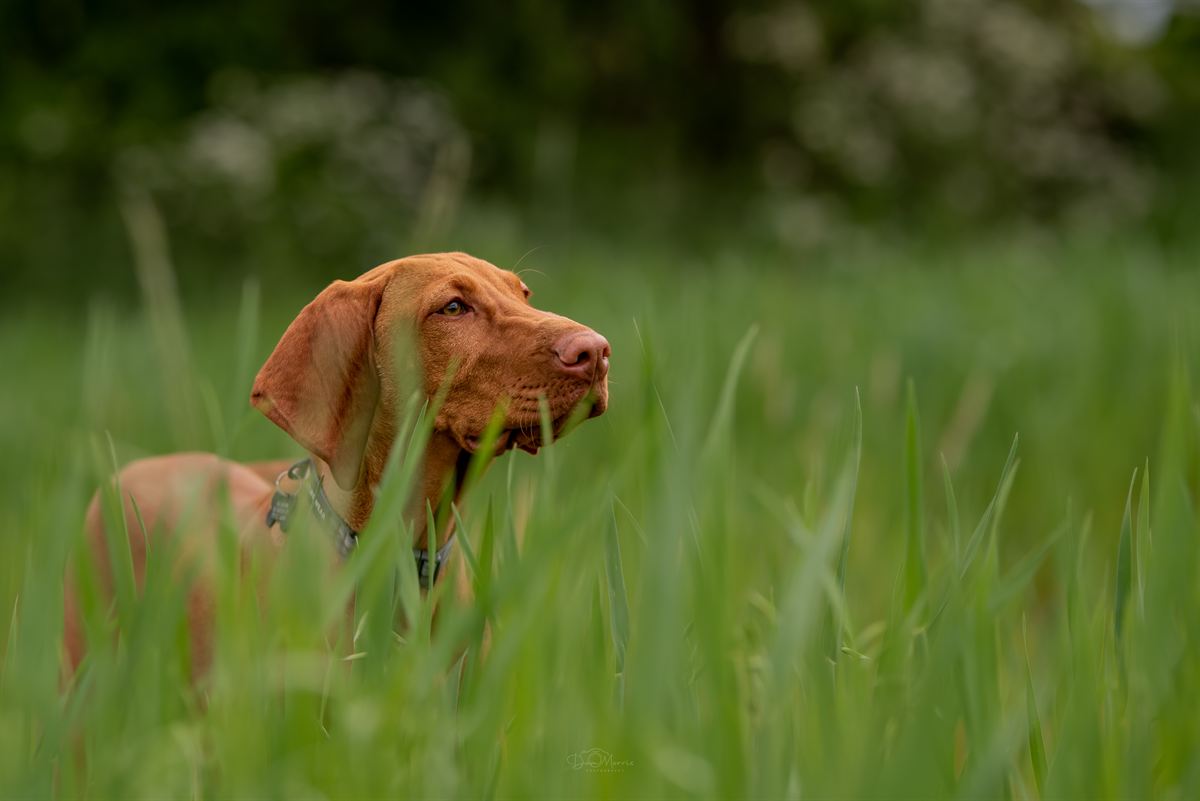 Playful terrier captured mid-jump in Burton-Upon-Trent park