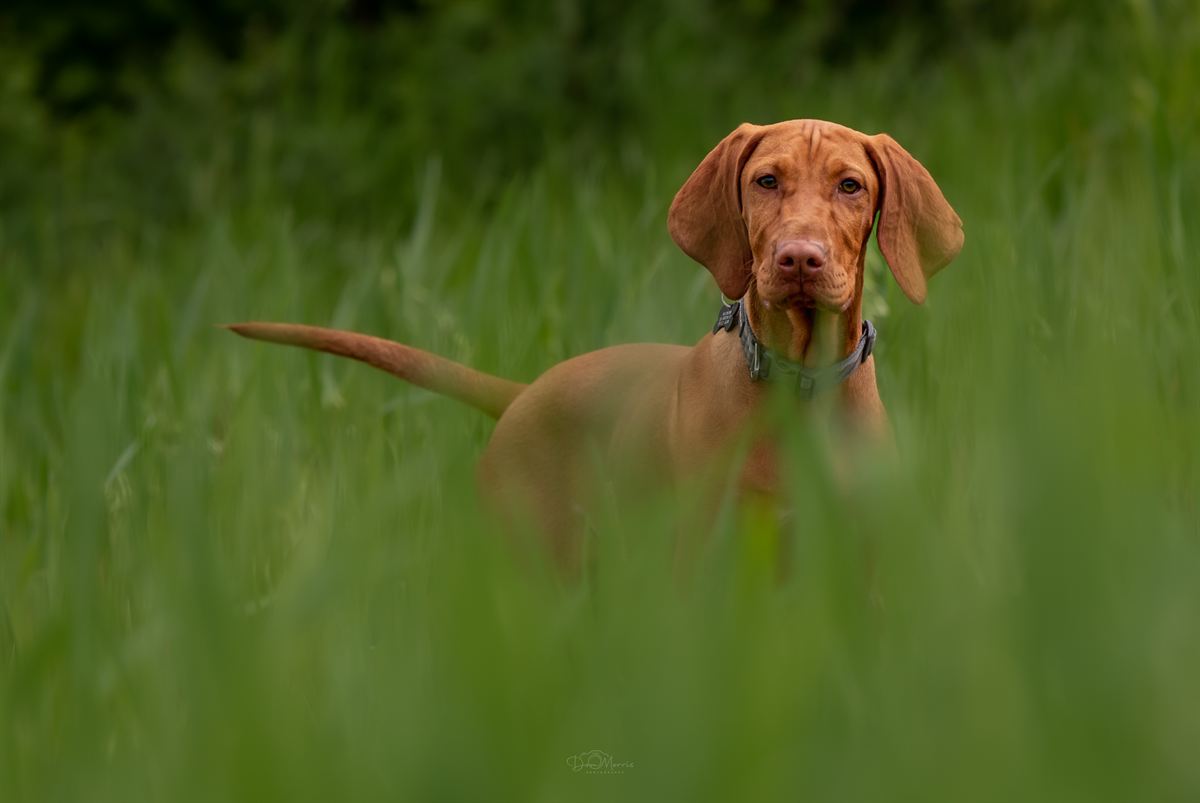 Dog portrait surrounded by autumn foliage in Derbyshire