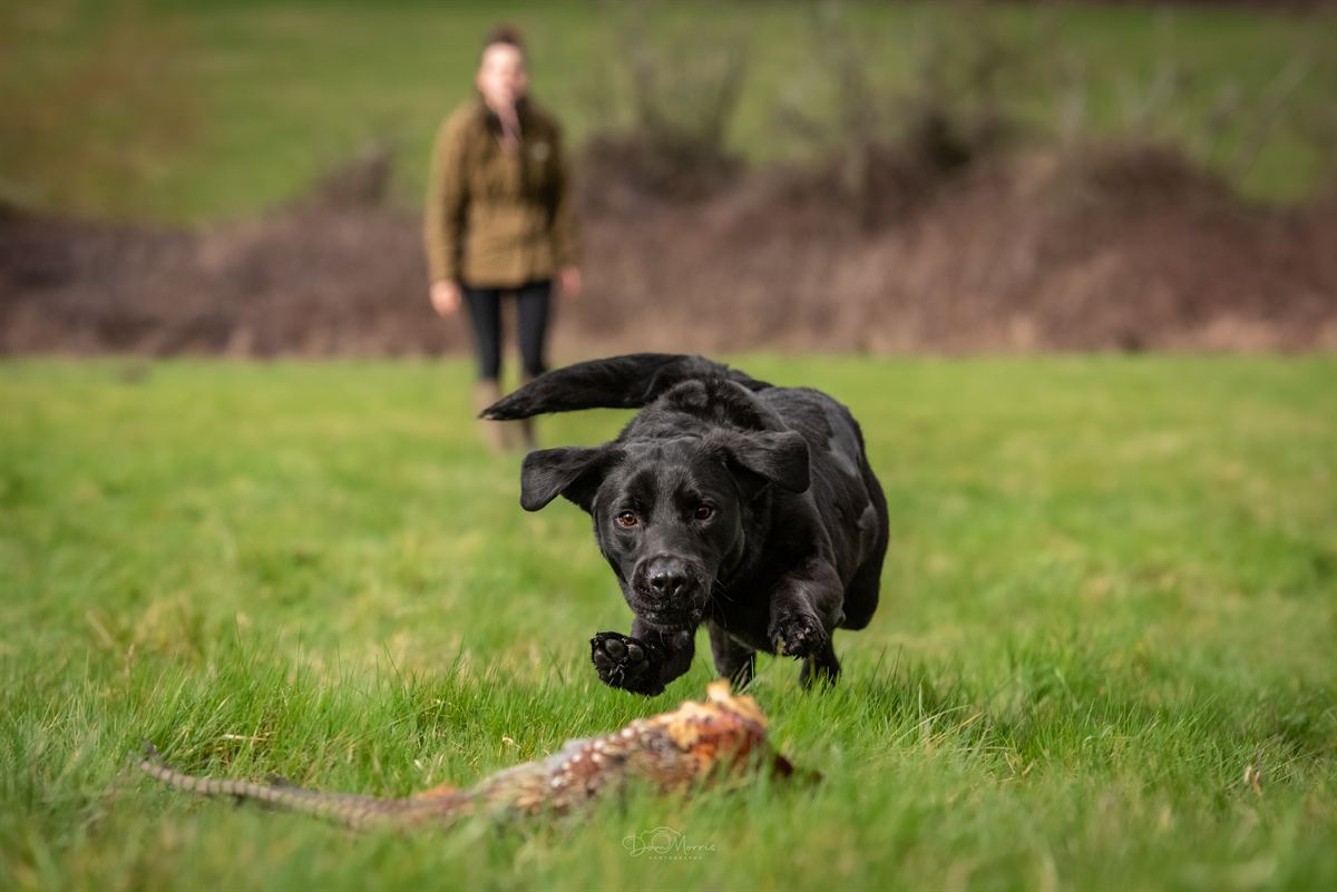 Cockapoo enjoying woodland walk photography session