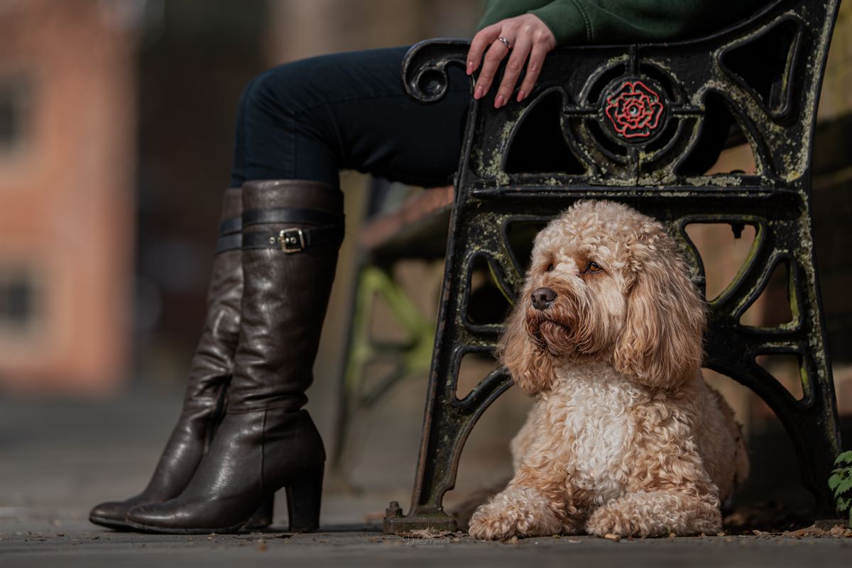 Relaxed dog resting during outdoor session near Burton-Upon-Trent