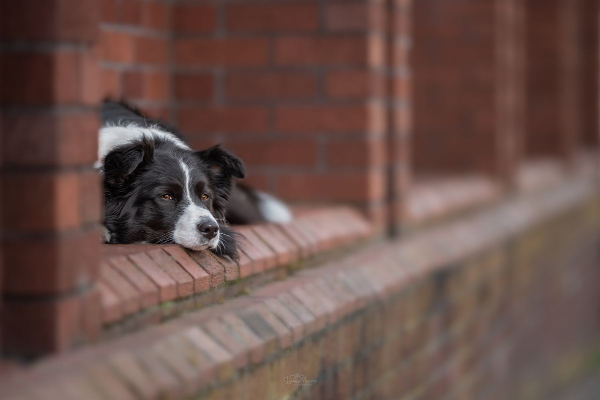 Professional dog portrait in open countryside setting