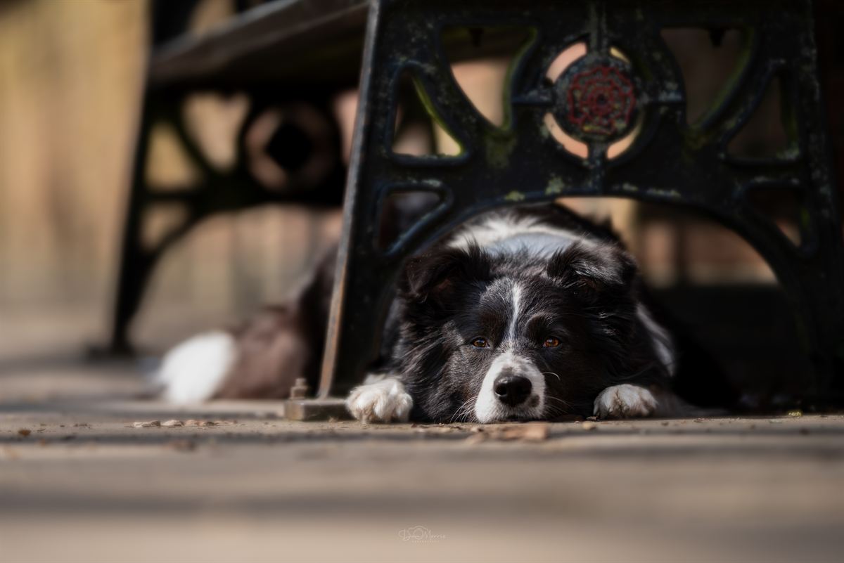 Dog gazing into distance during sunset photography session