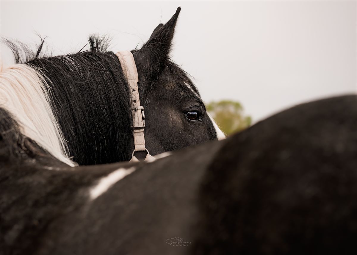 Horse nuzzling owner during relaxed outdoor photography session