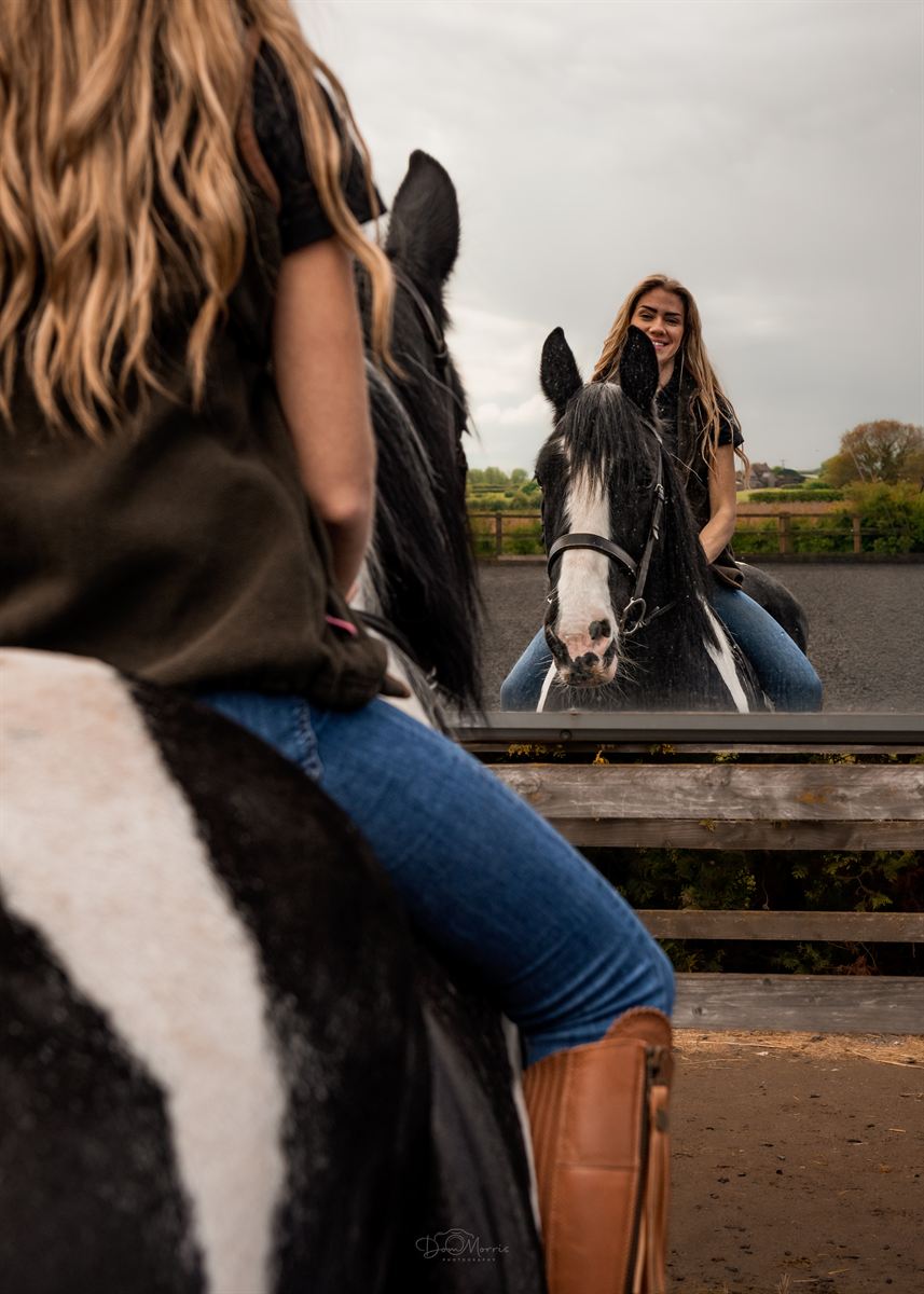 Horse portrait with soft afternoon light in paddock