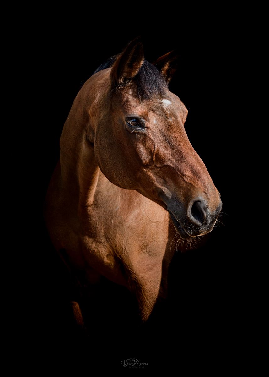 Equestrian action shot capturing movement and grace
